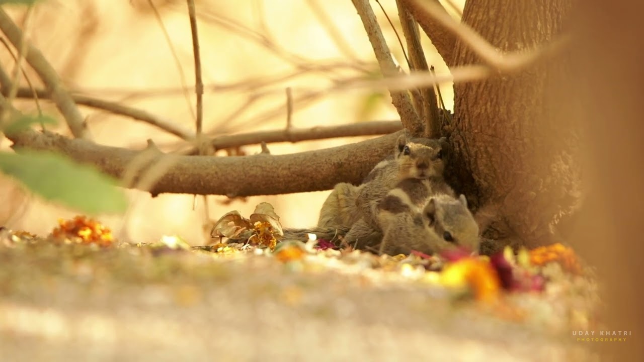 Mating indian palm squirrel