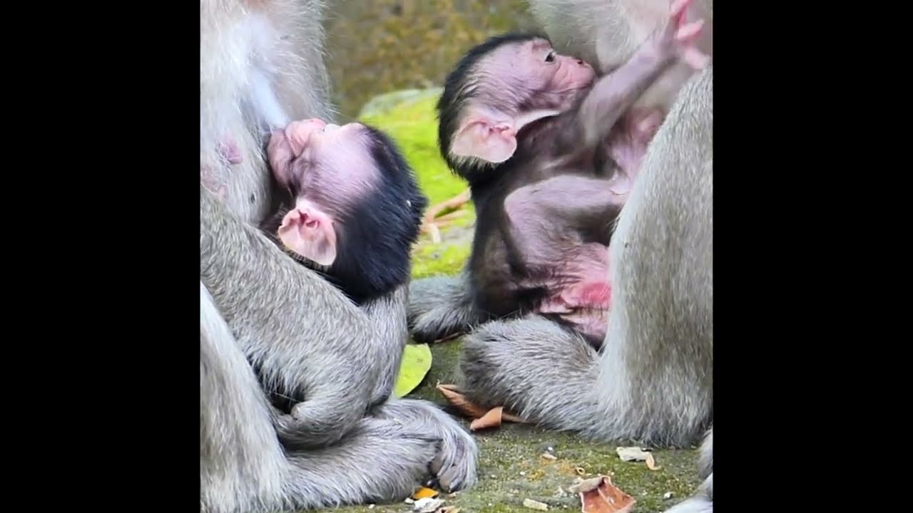 Here, in mama’s arms, the world feels gentle, soft, and beautifully safe 💛🌿🐒