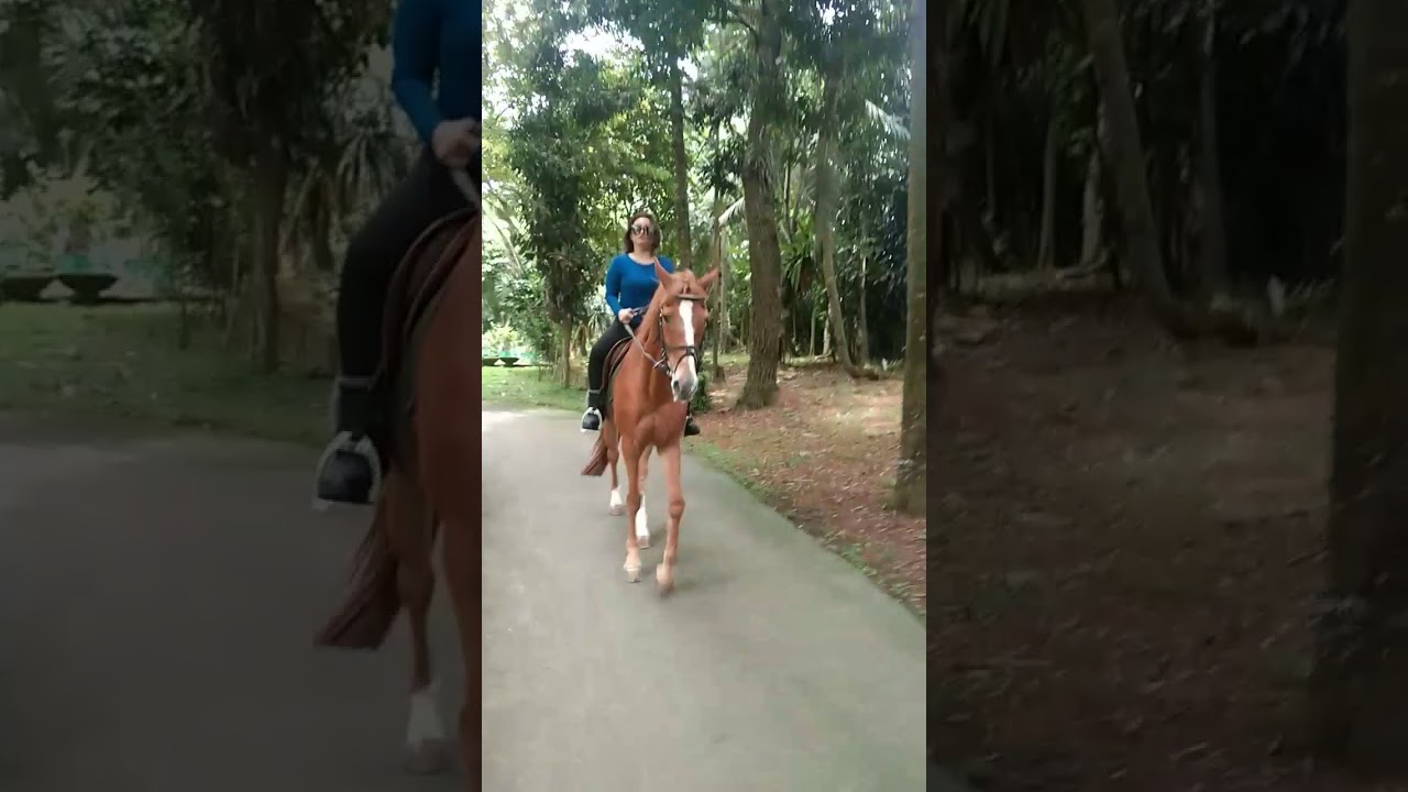 Joy rade pegasus stable