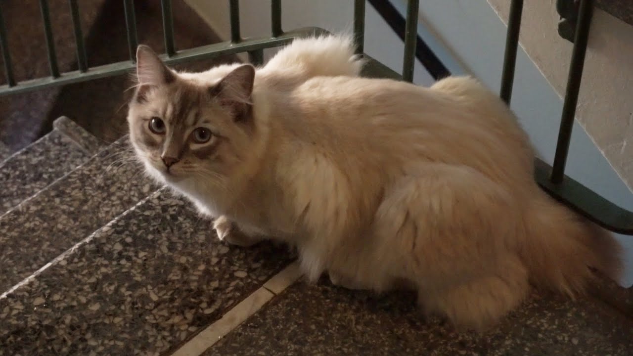 MEOW! Cat rides a 1959 KONE single-speed traction elevator @ Trastvägen 3, Lund, Sweden