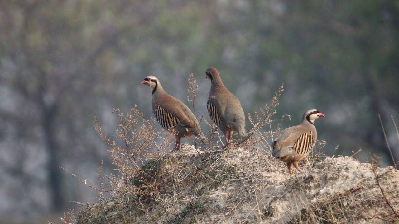 Chukar patridges calling in full hd voice