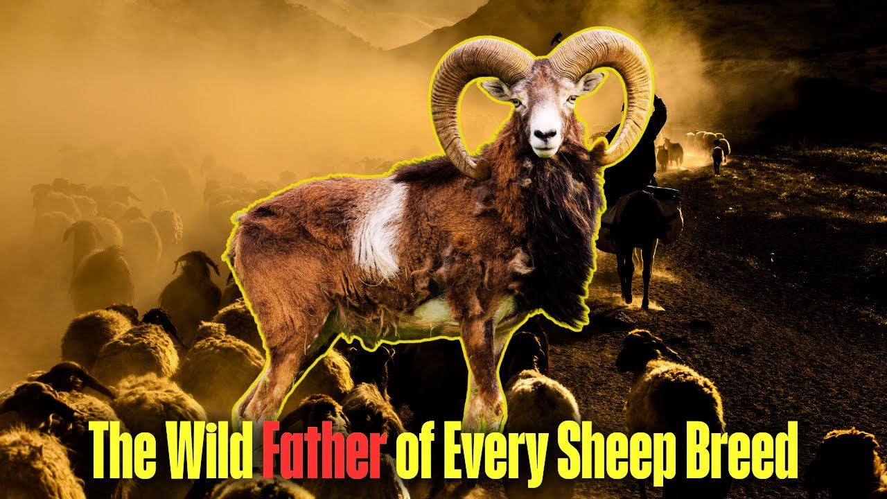 Mouflon: The Original Blueprint and Ancestor of All Domestic Sheep Breeds