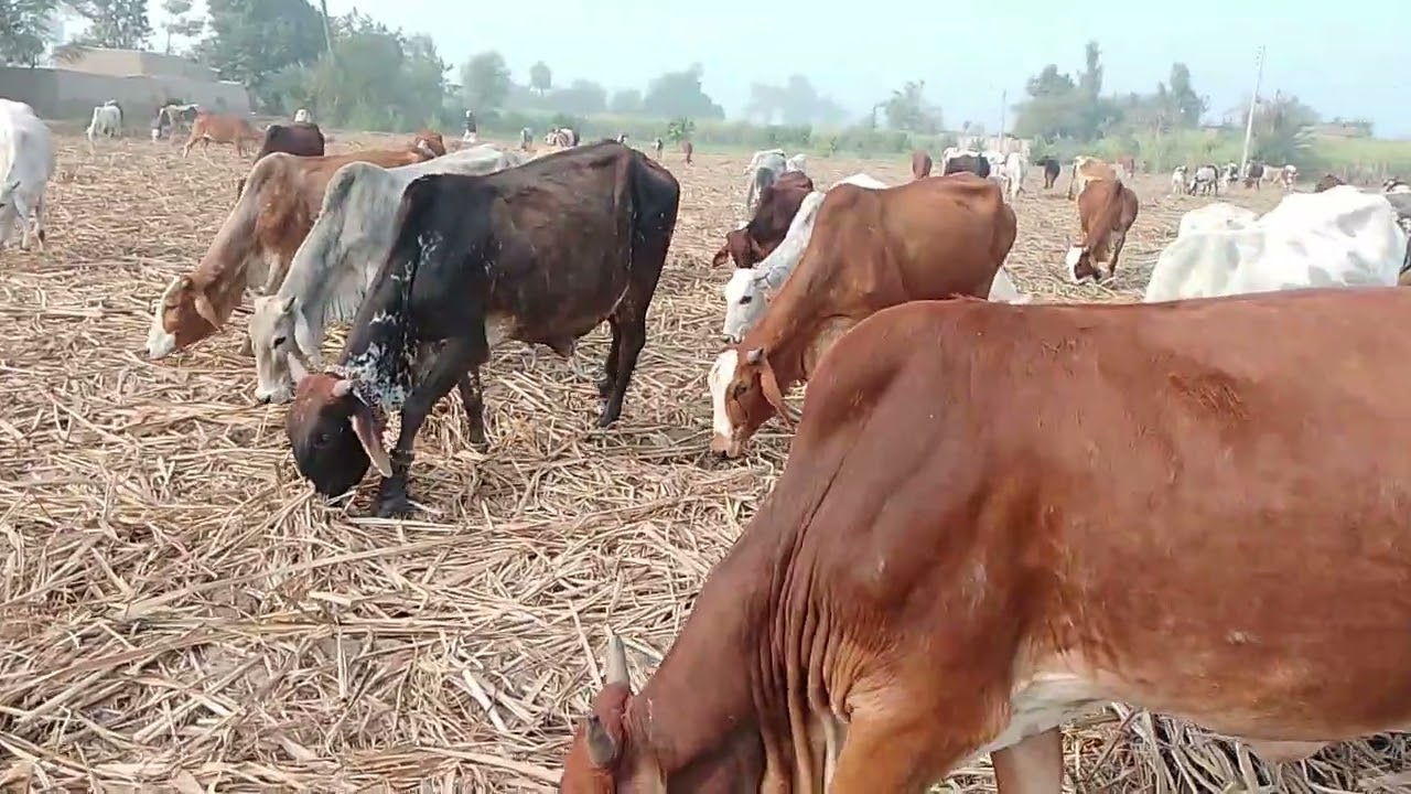 Many cows are eating leftover sugarcane from the sugarcane fieldand grazing onthe grass from theside
