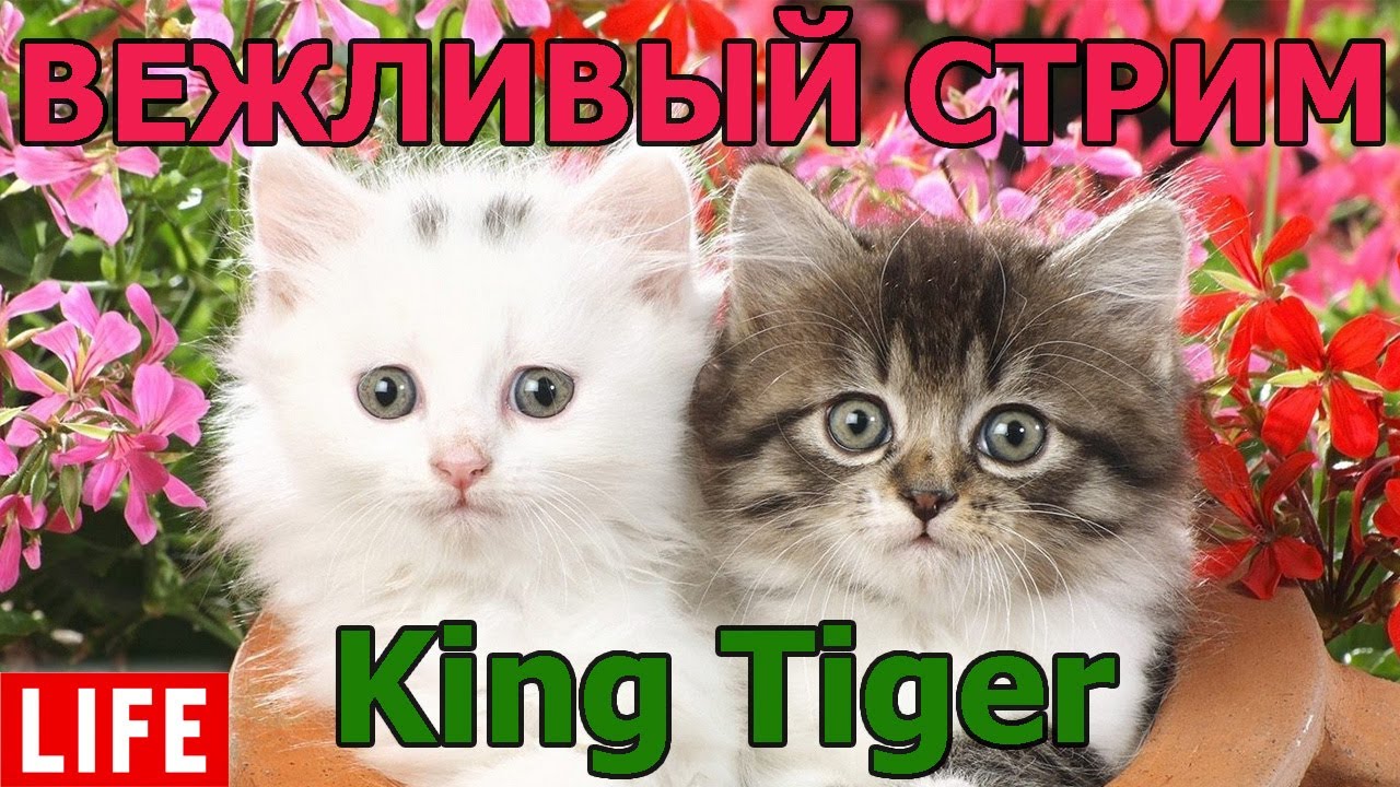 ВЕЖЛИВО на King Tiger (захваченный) WOT│СТРИМ ВОТ│Кинг Тигр Оборудование World of Tanks