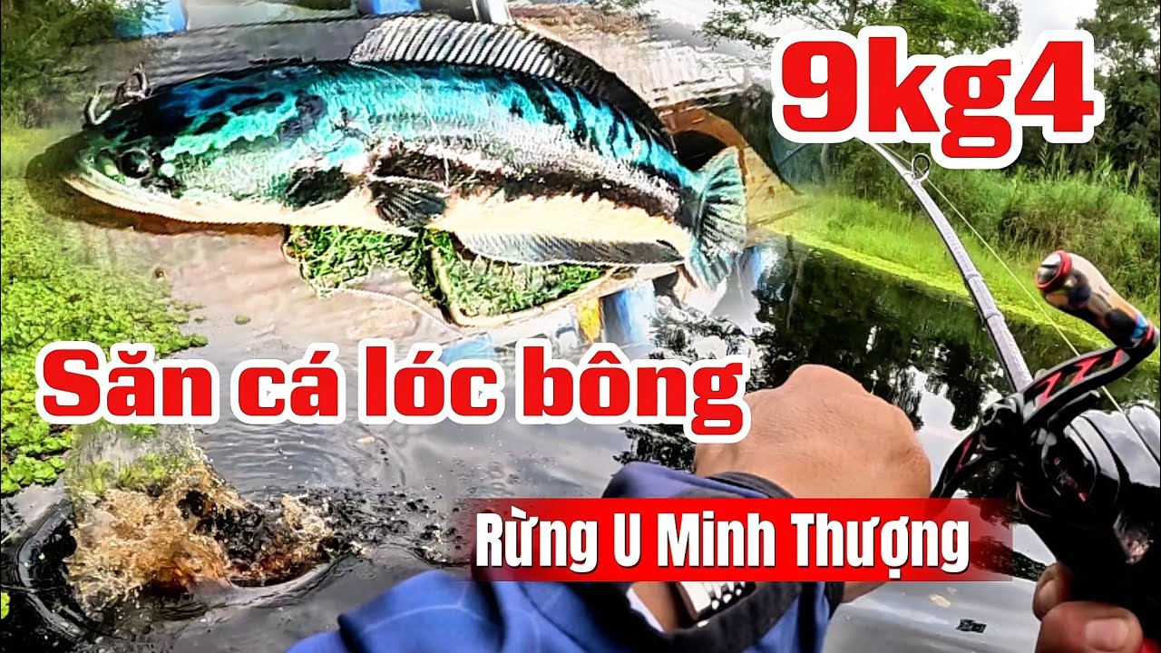Câu cá lóc bông rừng U Minh Thượng//cặp bông 9kg4 (tập 239)