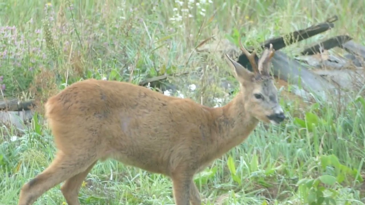 Sarna (Capreolus capreolus)