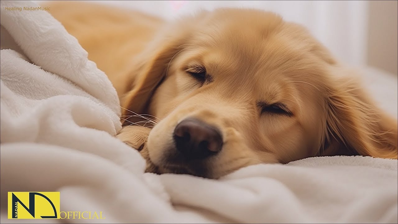 20 часов любимой музыки собак🐶💖Музыка для сна собак 🐶🎵 Музыка для снятия беспокойства при разлуке🎵