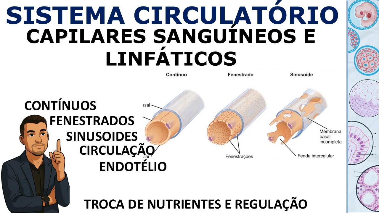Capilares Contínuos, Fenestrados e Sinusoides: Morfologia e Função. Bonus: Capilares Linfáticos