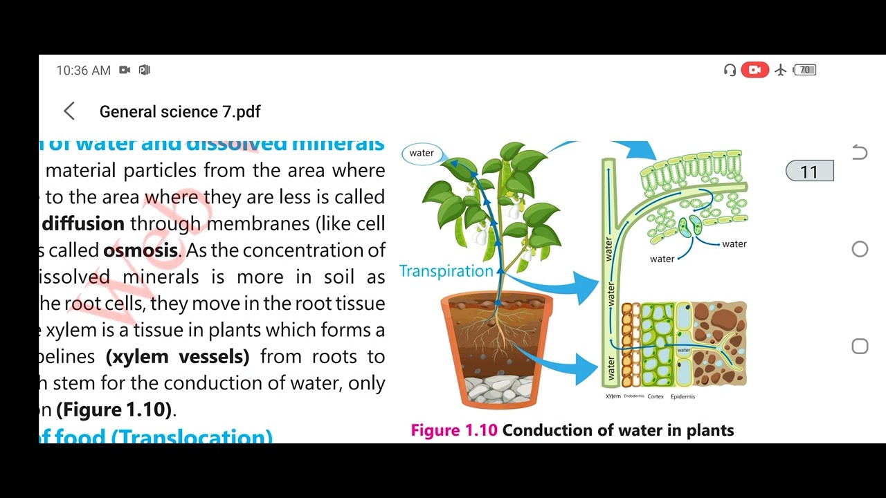 Class 7 (science) ch.1 Plant Systems.......Conduction of Food and Water in Plants