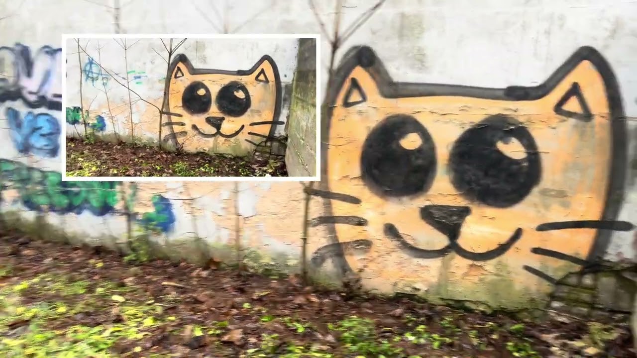 Oi oi kassid