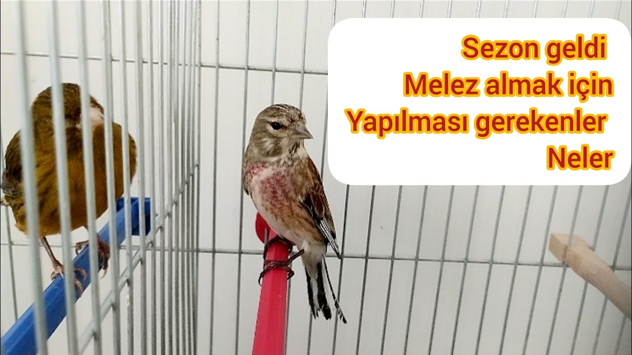 fanyata x kanarya melez almak için ilk etapta neler yaptın...