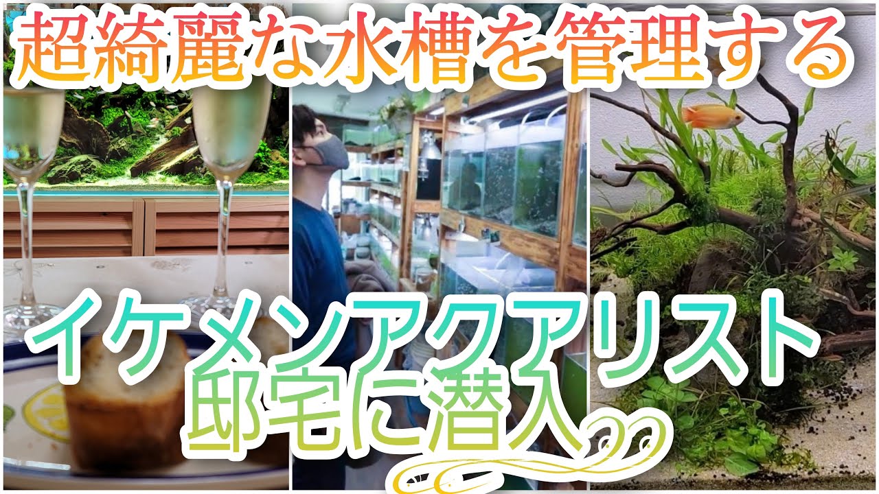イケメンアクアリスト邸宅に潜入!!　超綺麗な水槽を管理‼　120㎝水槽　アクアリウム