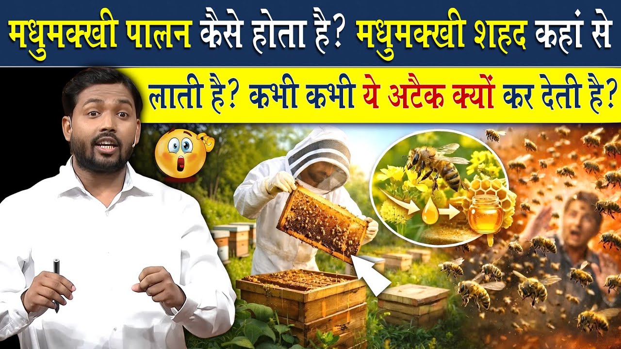 मधुमक्खी शहद कहां से लाती है? कैसे बनाती है ये शहद?