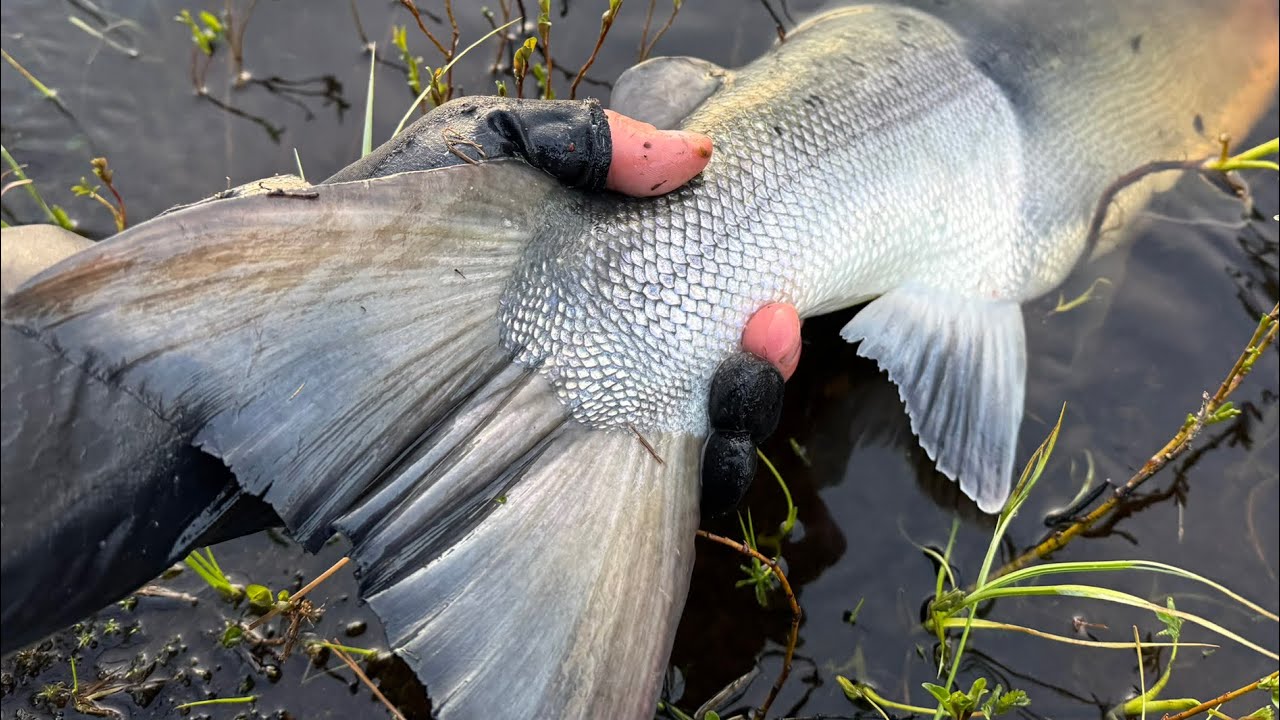 River Yokanga 2025. duel with a big salmon
