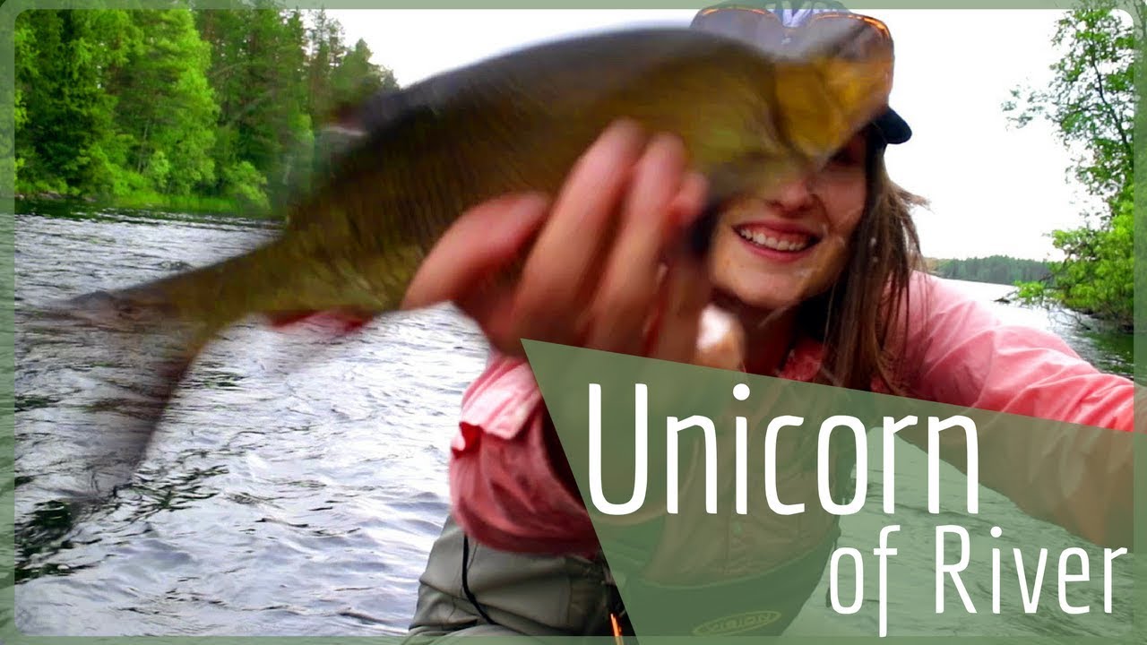 Ide Fish &ndash; Flying Fish S&auml;yne is My Unicorn of the River &ndash; s&auml;yne eli s&auml;rkikalat