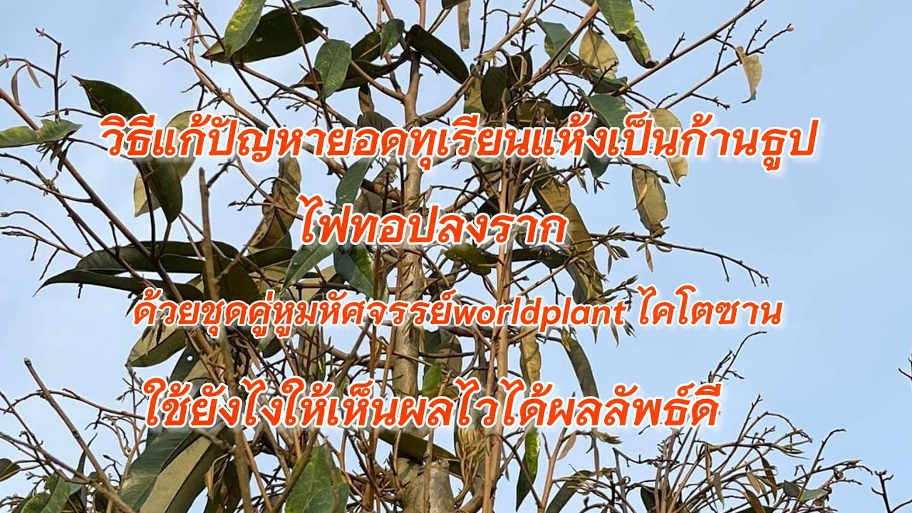 วิธีแก้ทุเรียนยอดเป็นก้านธูป ไฟทอปลงรากด้วยชุดคู่หูมหัศจรรย์ byworldplant789☎️0942533511#worldplant