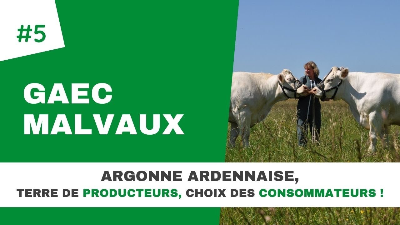 Portraits de producteurs #5 : GAEC Malvaux – élevage Charolais et circuits courts