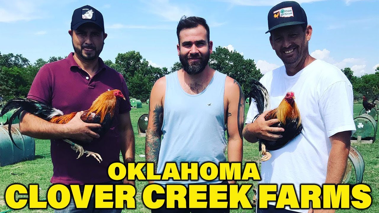 OKLAHOMA !! Beautiful Birds Clover Creek Farms  | Farm Visit USA