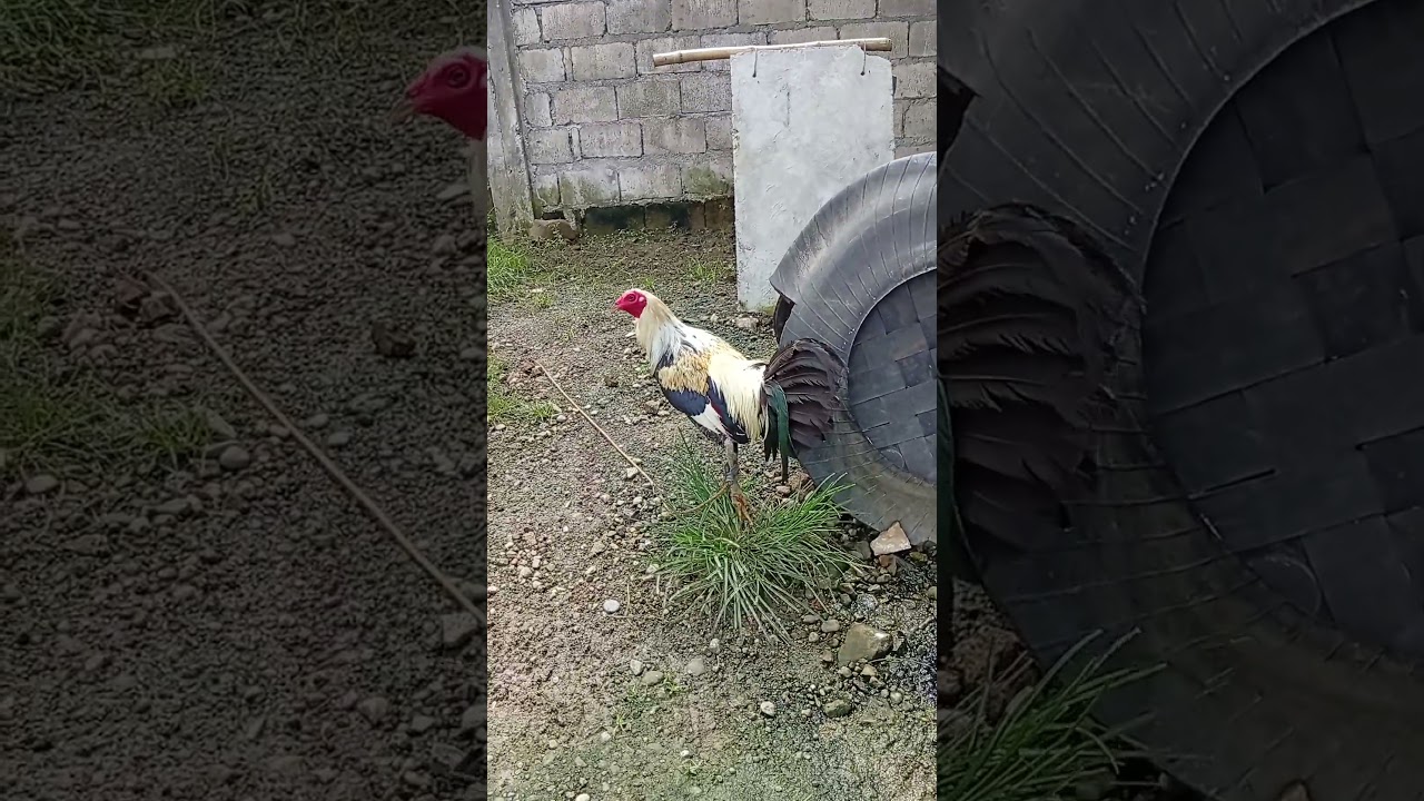 Hatch gelmore 1X winner hack fight #games #rooster #shorts #gamefowl #gaming #trending