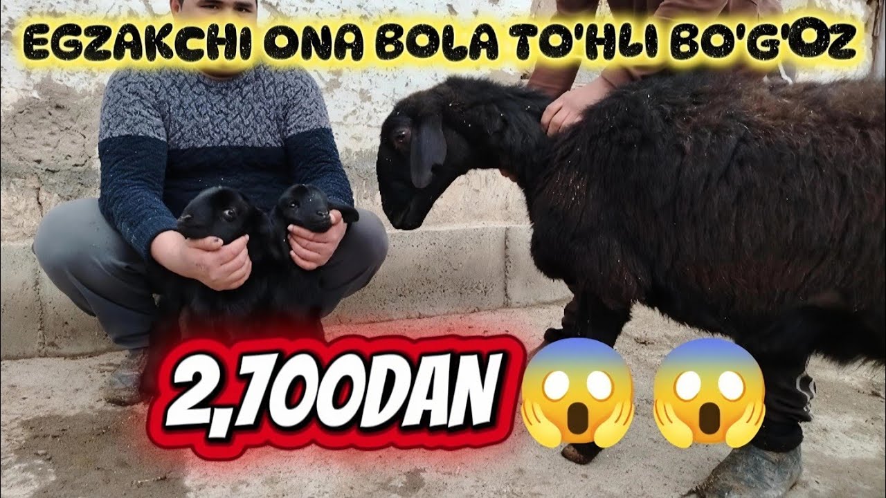 EGZAKCHI ONA BOLA NAHT BO'G'OZ SOVLIQ TO'HLI BO'G'OZ SOVLIQ 