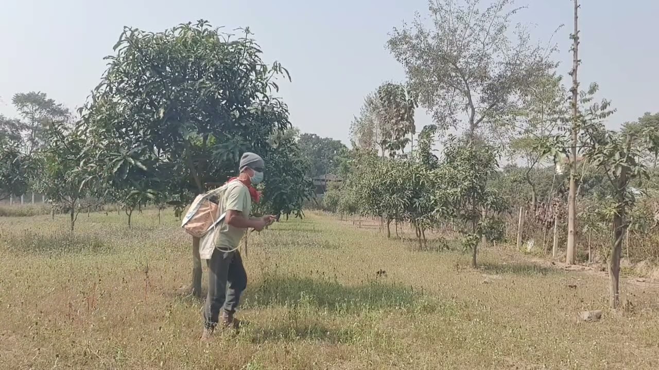 आँप मा औषधि छर्दै#farming 