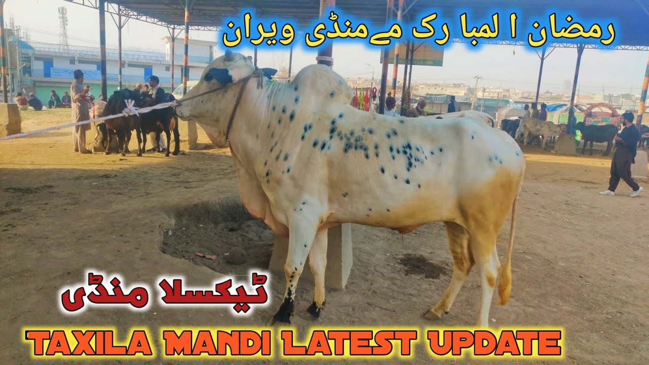 Today Taxila Mandi Latest Update 6 March | Barka Eid Qurbani 2026 | Domail Mandi 