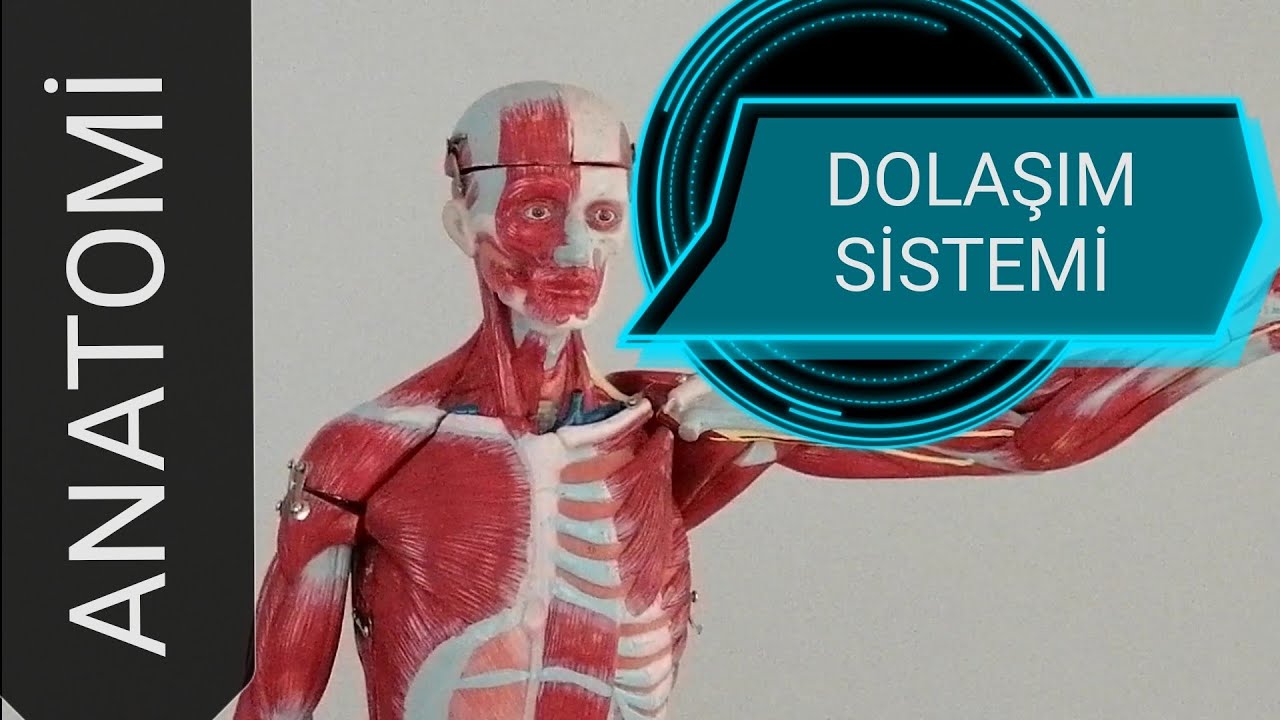 36-DOLAŞIM ÇEŞİTLERİ VE ÖZELLİKLERİ (Büyük küçük dolaşım, portal dolaşım, plasental dolaşım