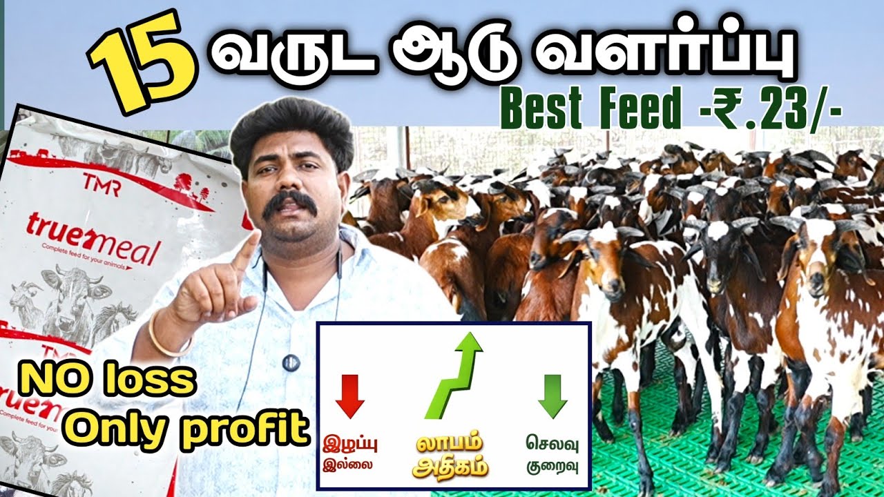 ரூ.1000/-ஒரு குட்டியில் லாபம்  எடுக்கலாம் | no loss only profit