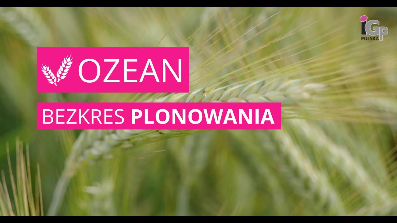 🌱 Pszenżyto ozime OZEAN