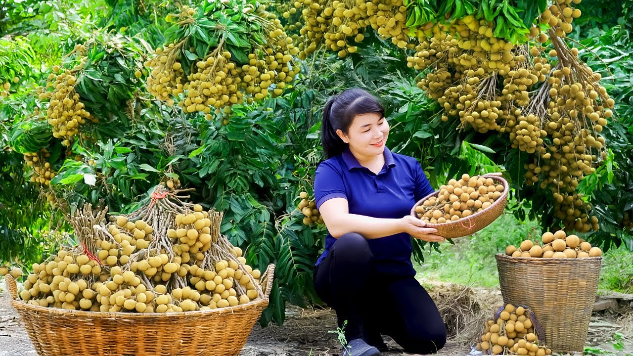 Harvest Longan, goes to the market to sell - Harvesting and Cooking |Tieu Vy Real Life