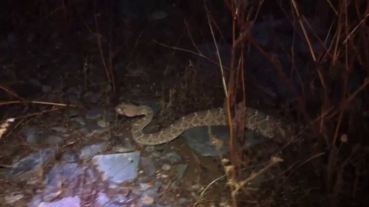 Release of a Western Diamondback Rattlesnake in North Phoenix