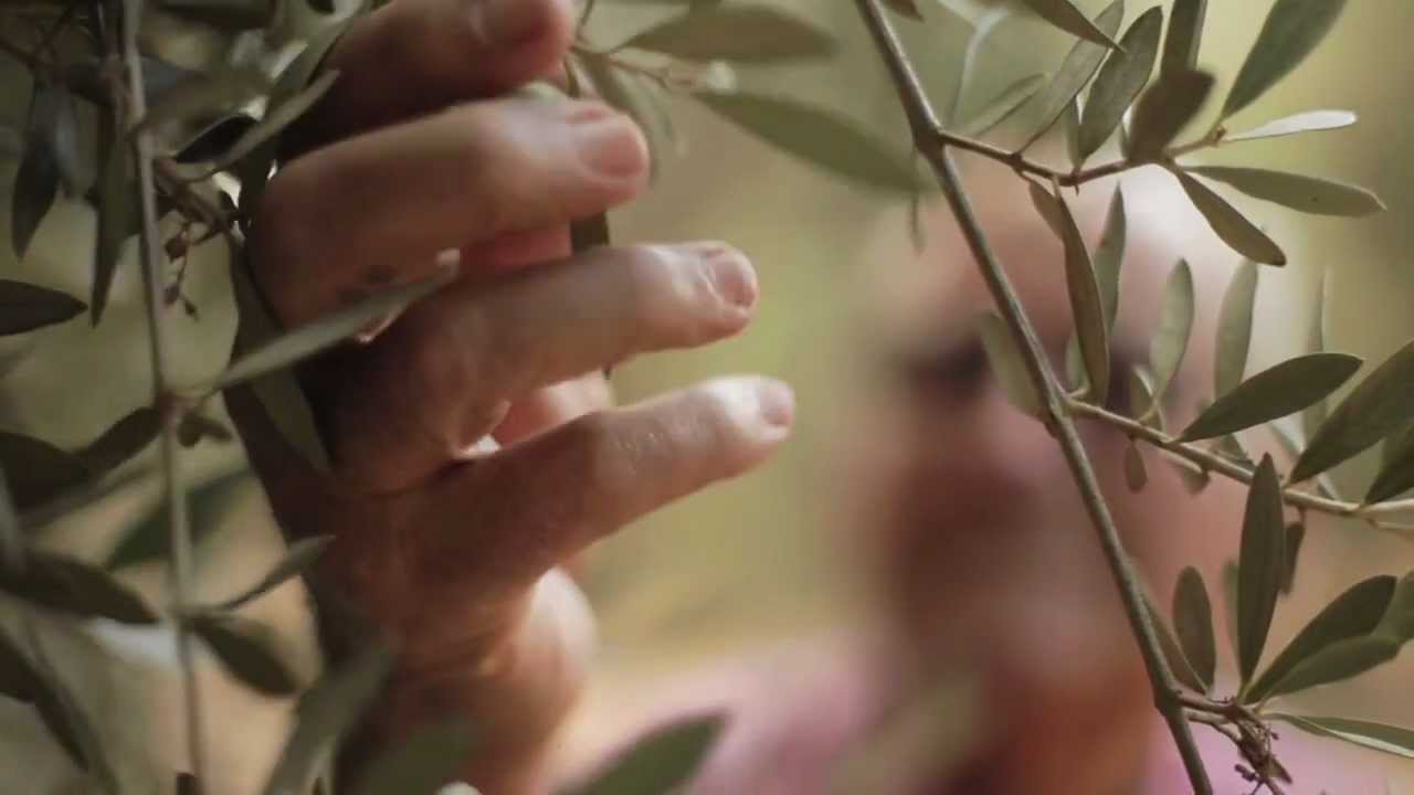 California Ripe Olive Harvest