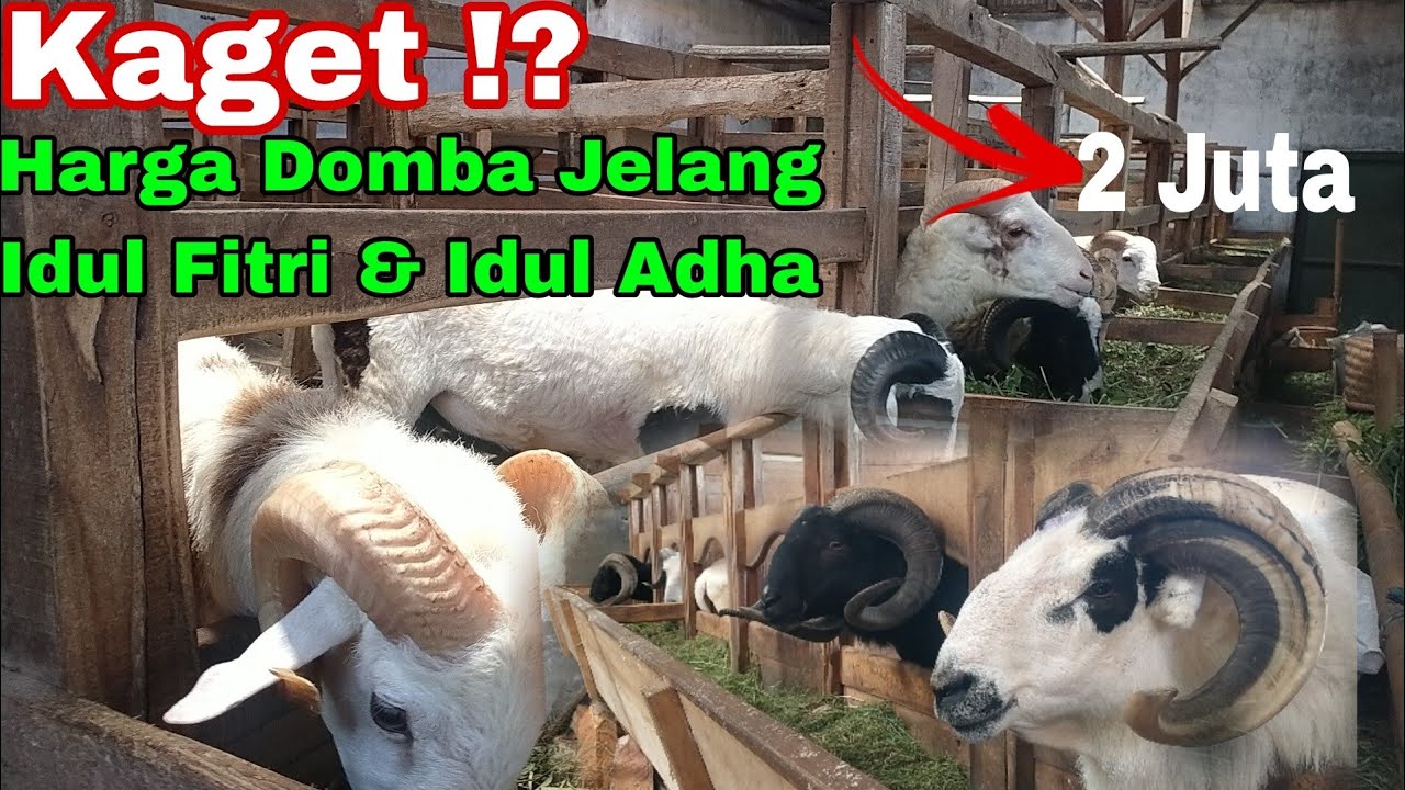 Kaget !? Harga Domba Di Kandang Jelang Idul Fitri & Idul Adha 1447 H/2026#domba#kdm 082219370379