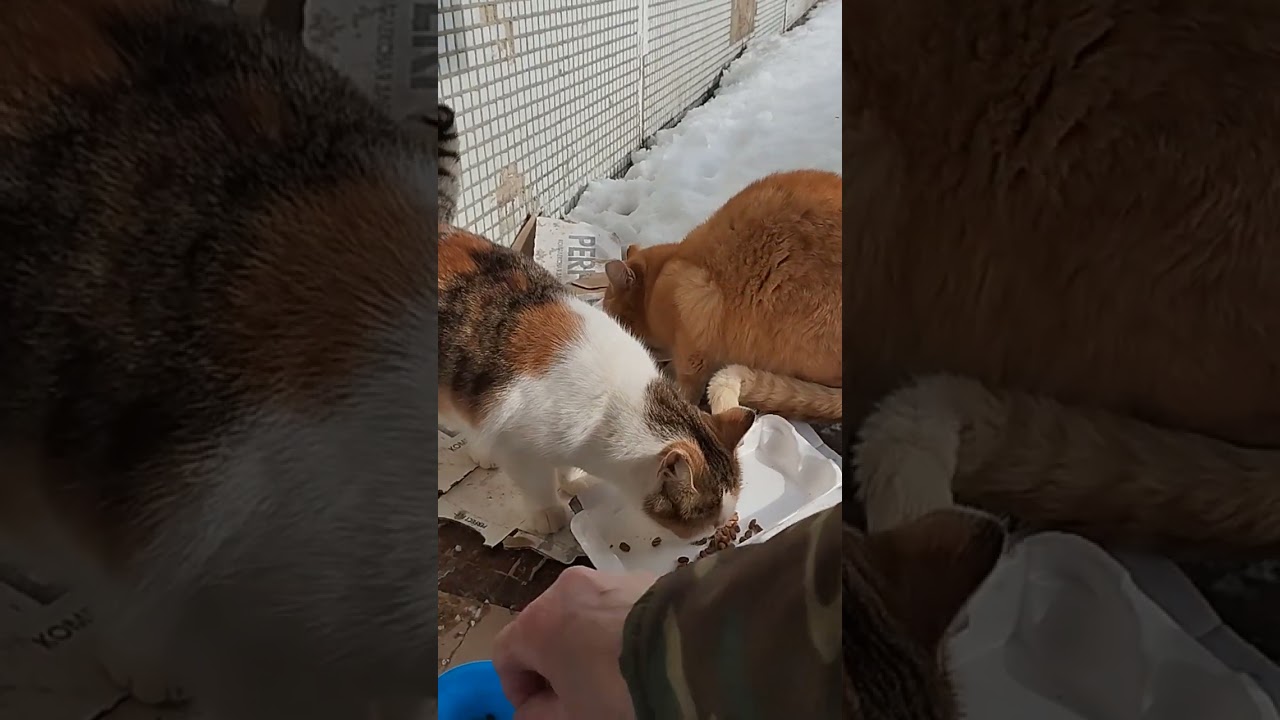 Прощённое воскресенье 🙏- Господь всех прощает 💕❤️💋