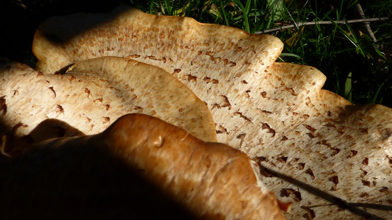 Dryad's Saddle / Pheasant backs! : How to clean & cook pheasant mushrooms!
