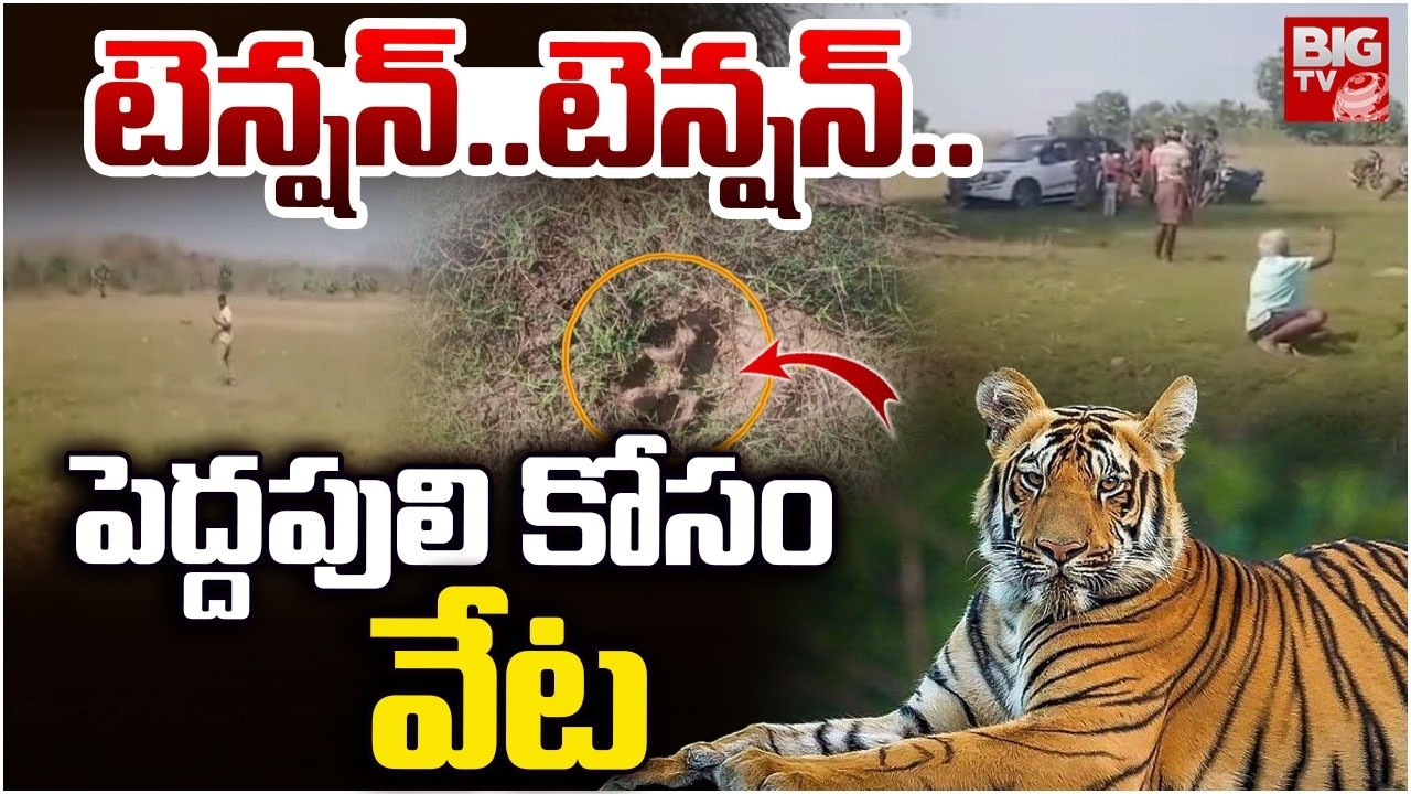 టెన్షన్..టెన్షన్..పెద్దపులి కోసం వేట | East Godavari Tiger Latest Updates | Gokavaram | BIGTV