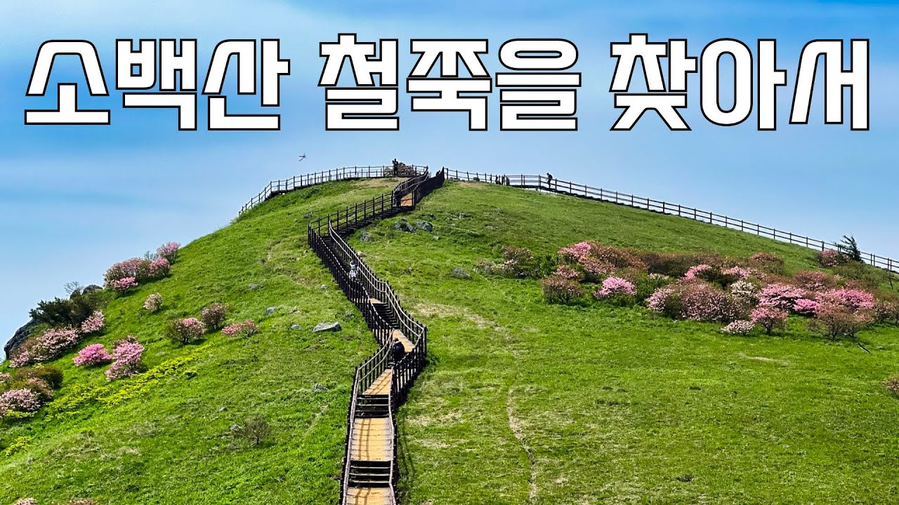 소백산 철쭉 현황 싹 알려드립니다 | 철쭉 군락지 싹 돌아보기