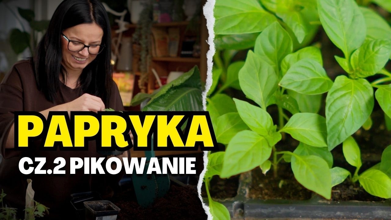Pikowanie PAPRYKI krok po kroku. Jak mieć mocną rozsadę