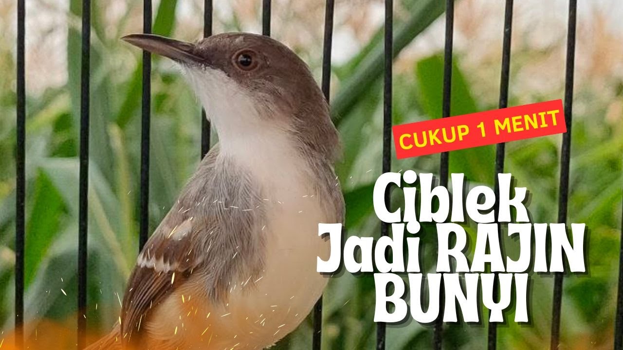 TERAPI SEMUA JENIS CIBLEK MACET PANCINGAN CIBLEK SEMI AGAR BUNYI