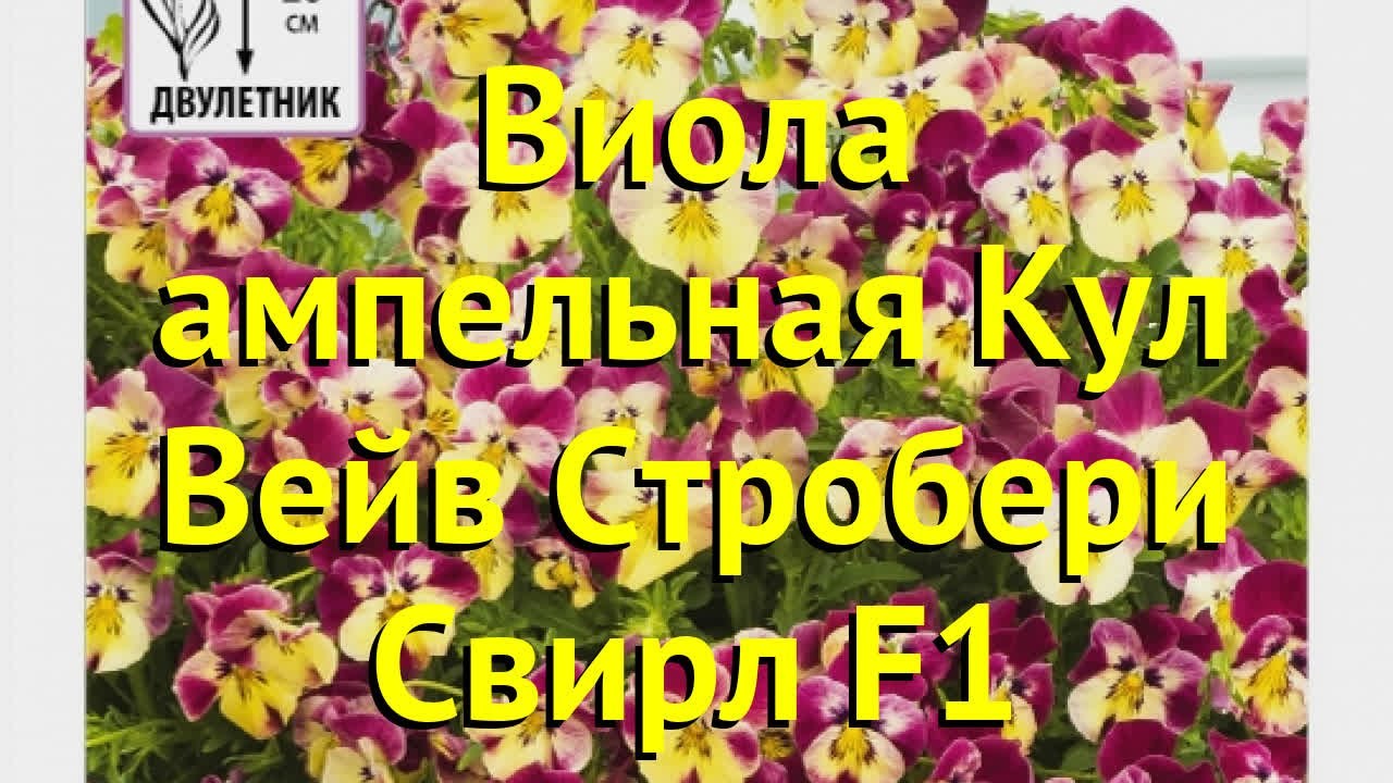 Виола ампельная Кул Вейв Стробери Свирл. Краткий обзор viola hybrida Kul Vejv Stroberi Svirl