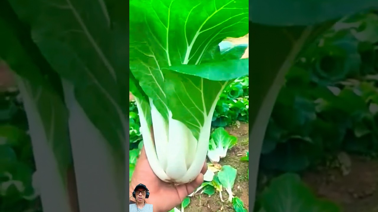 Sayuran Sawi Putih 