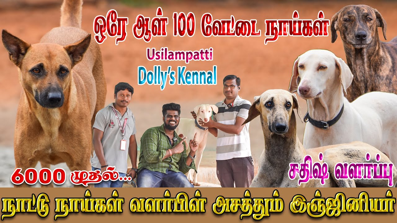 100 வேட்டை நாய்கள் ஒரே பண்ணையில் ?? | அருமையான நாட்டு நாய் வளர்ப்பு