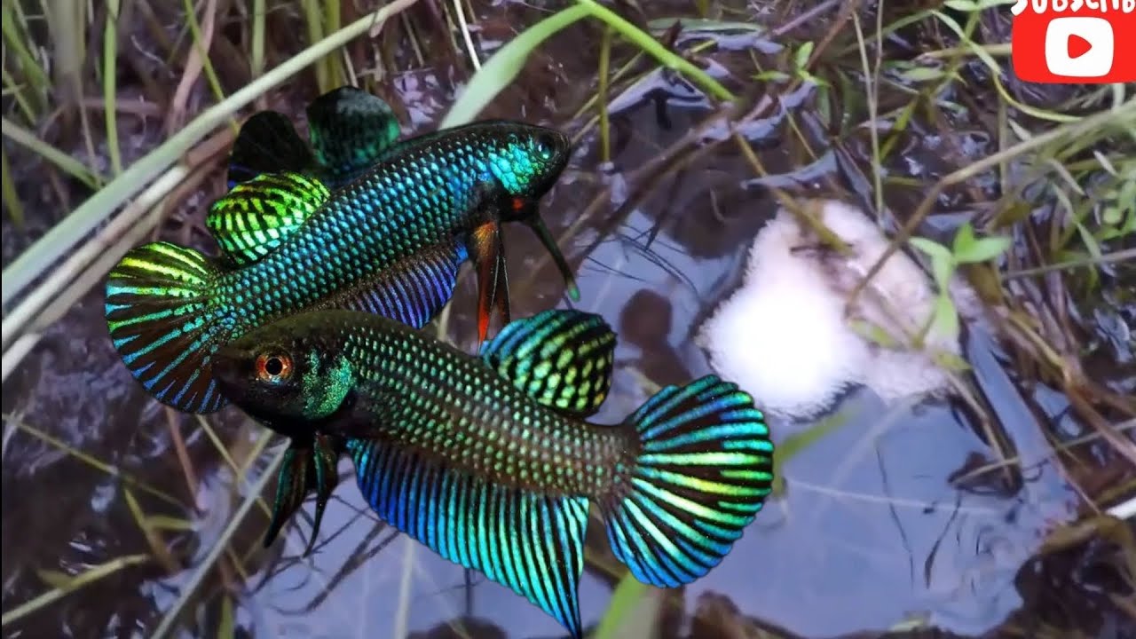 betta Stiktos in Cambodia 
