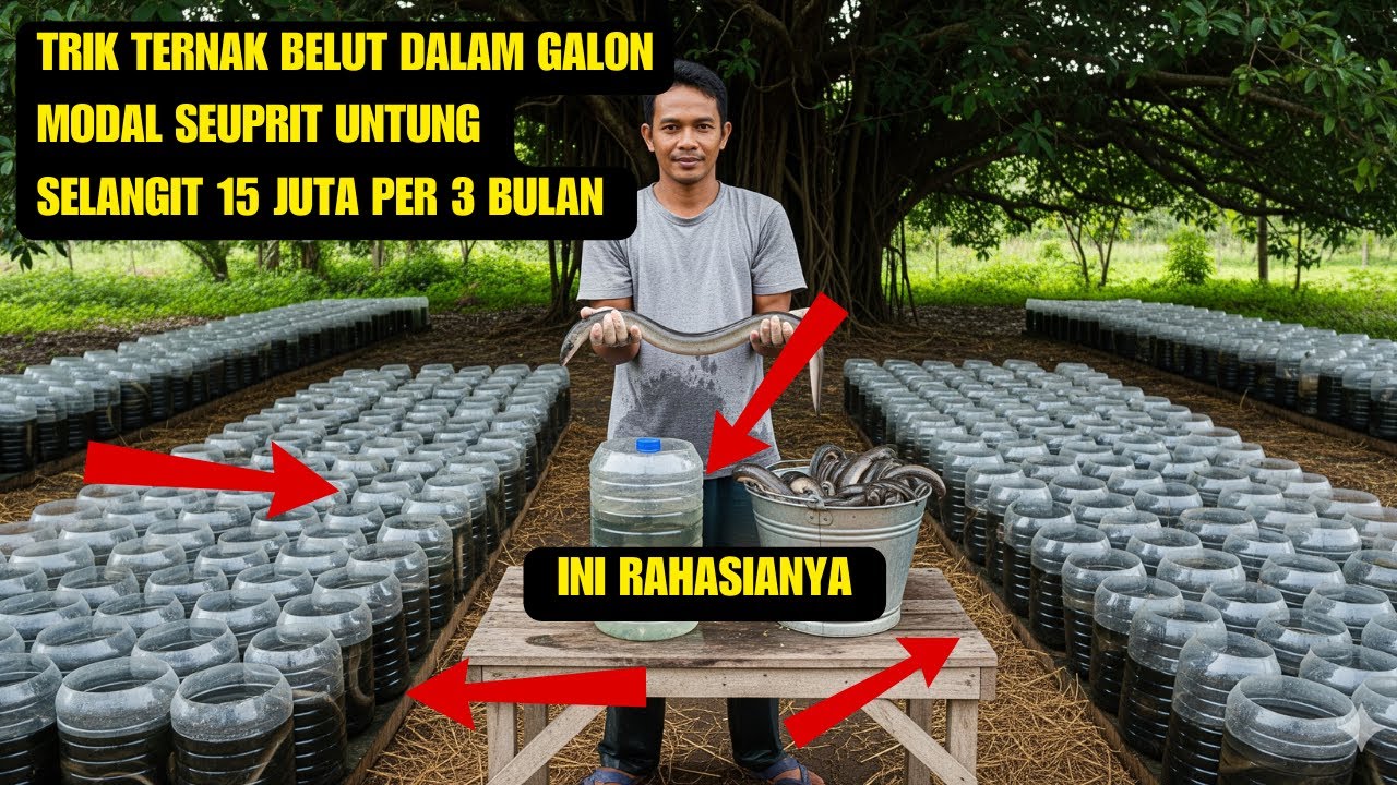 “Siapa Sangka? Ternak Belut di Galon Bisa Ngasilin Puluhan Juta!”
