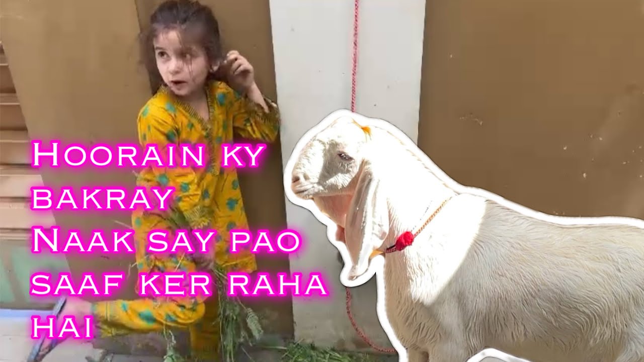 Hoorain ky bakray 🥰 || Naak say pao saaf ker raha hai 😂😂