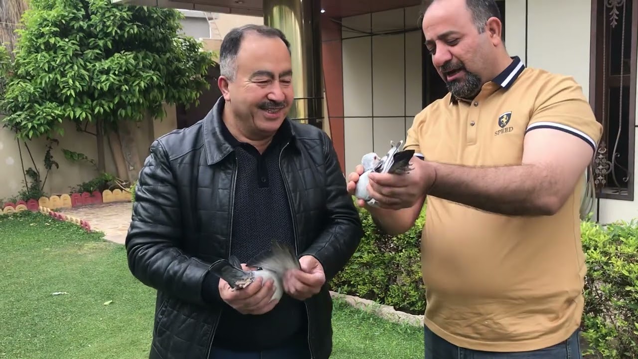 شراء اصدقاء من حمام  المرحوم باذن الله سيد فاضل حمام مميز جدا