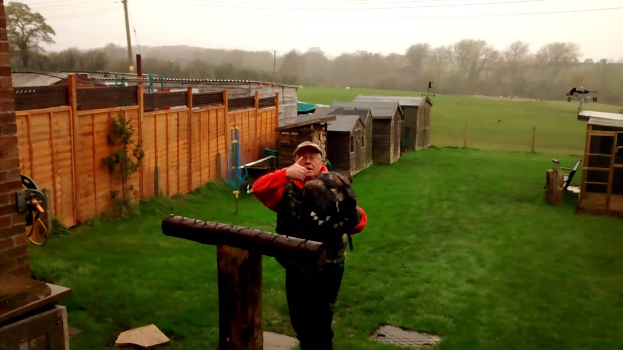 Harris hawk training to flying free