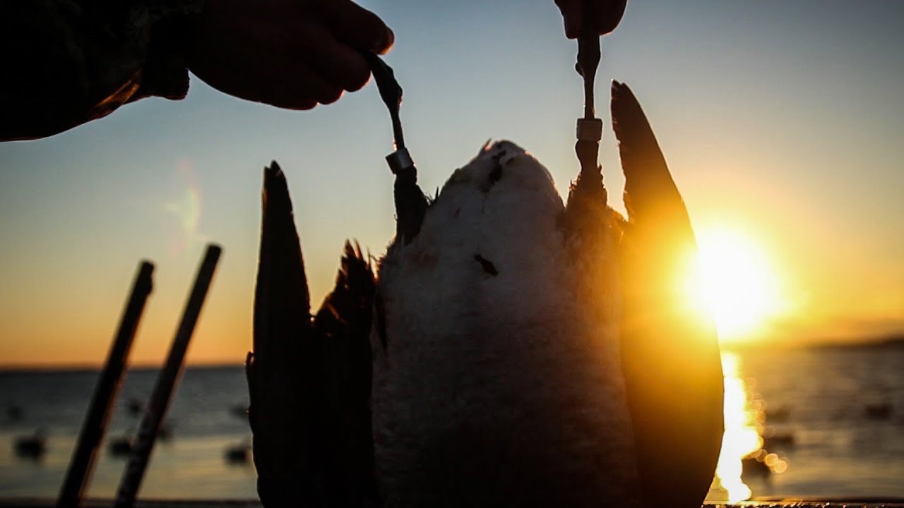 Brant Goose Hunting: 