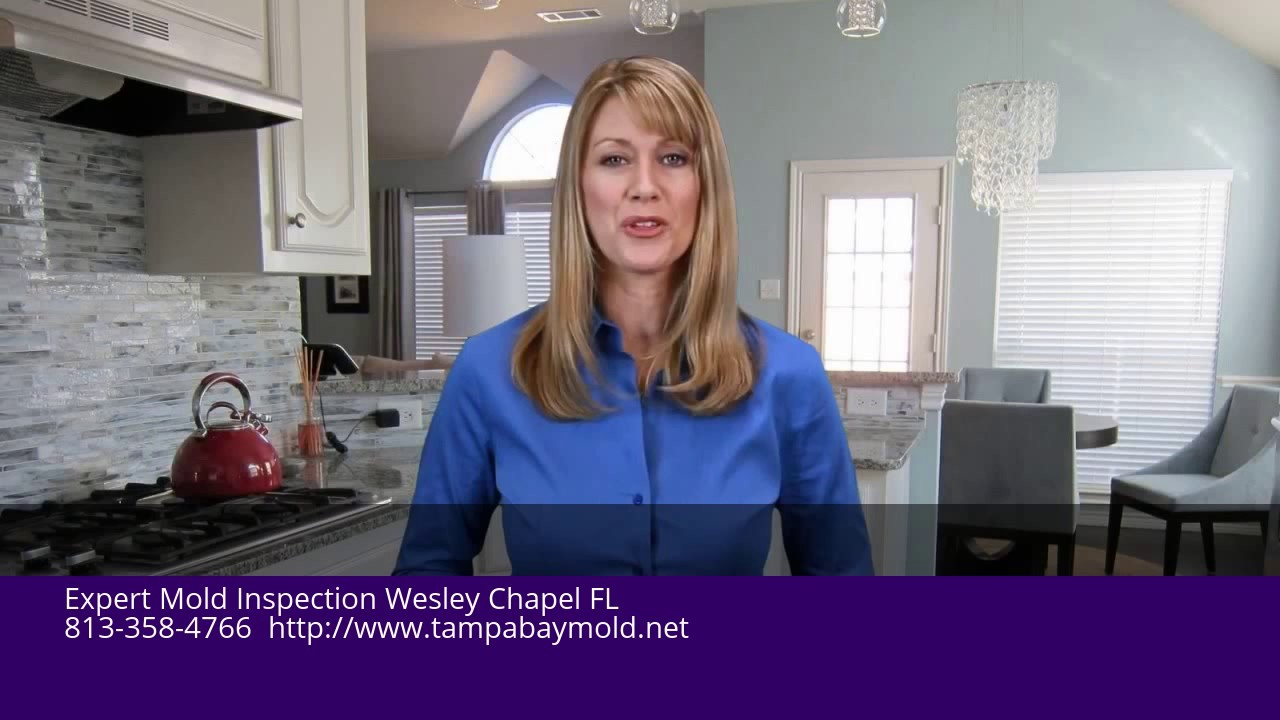 Expert Mold Inspection Wesley Chapel FL 813-358-4766