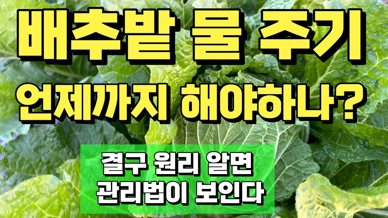 배추 결구기 물은 언제까지 줘야 할까? 배추의 결구 원리 알면 배추 물주기 와 관리법이 쉬워집니다